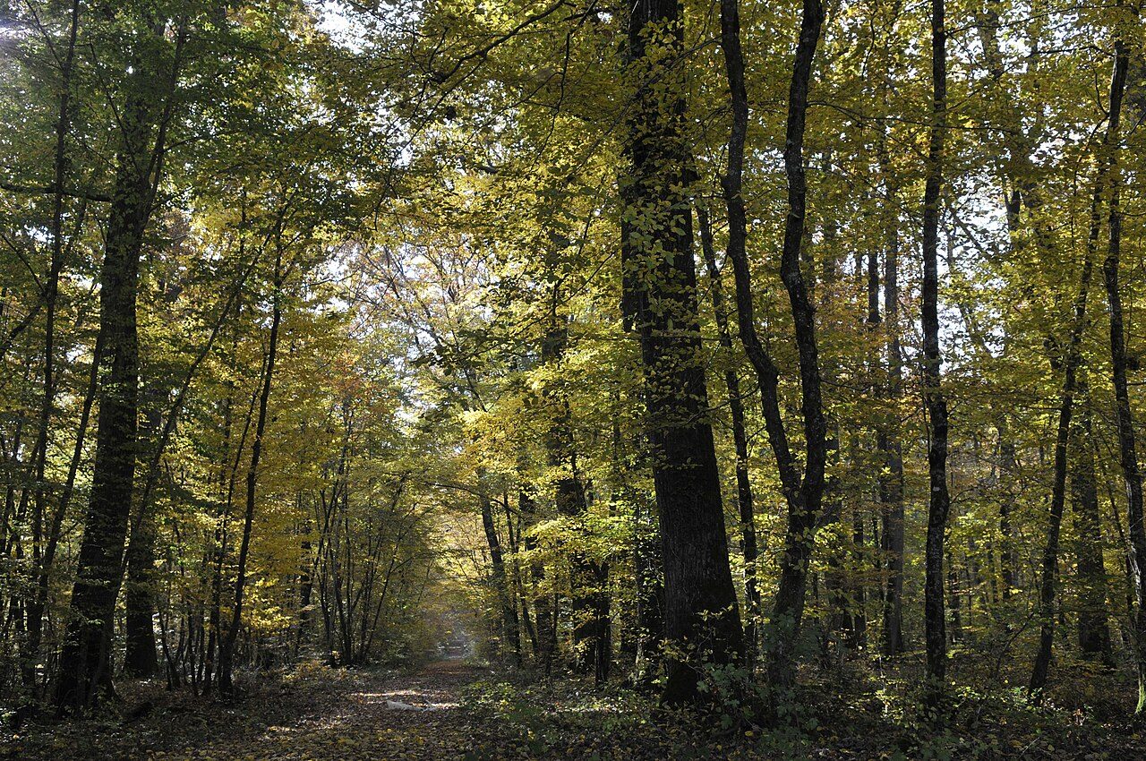 Forêt domaniale de Châteauroux à Le Poinçonnet