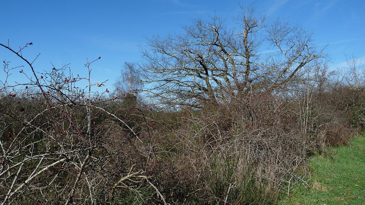 Parc des Ardoisières à Trélazé