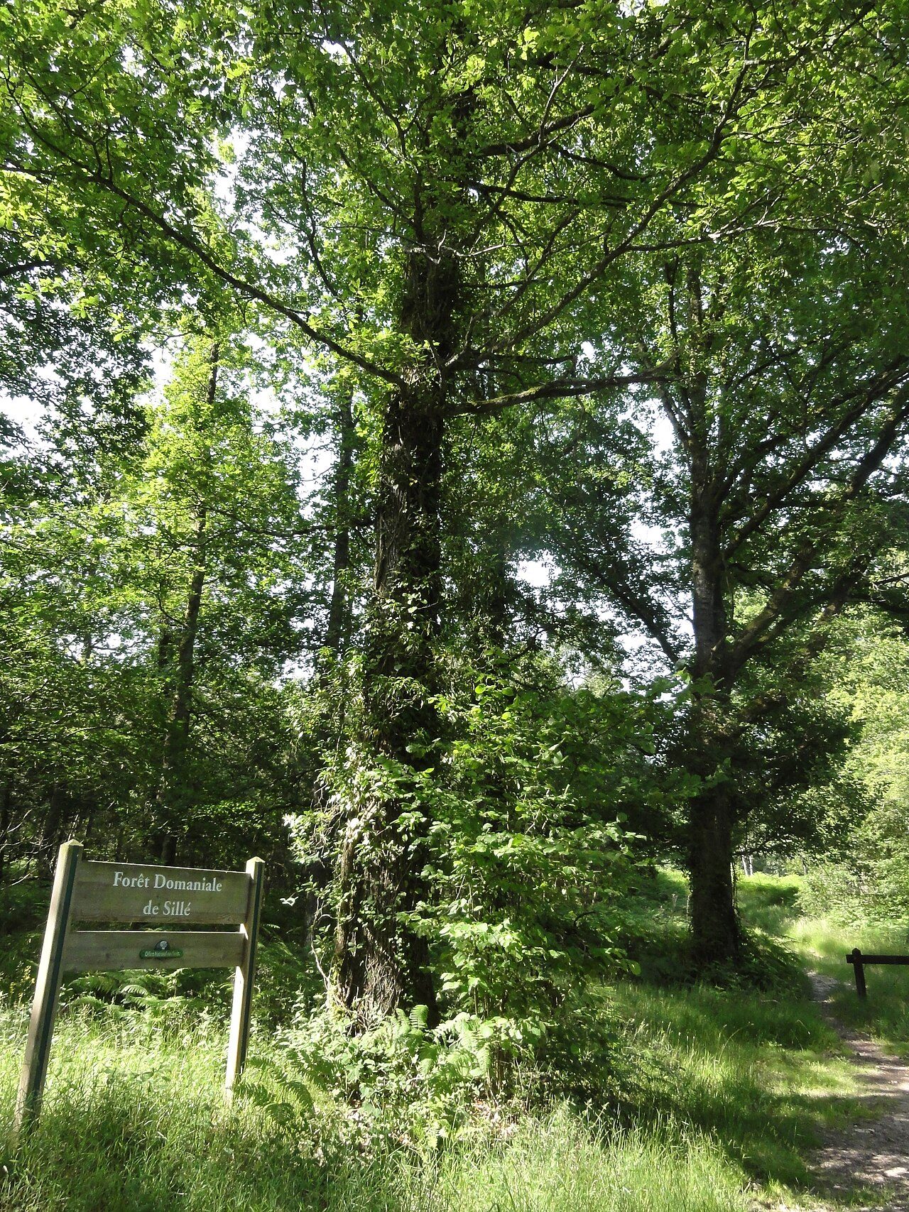 Forêt domaniale de Sillé à Sillé-le-Guillaume