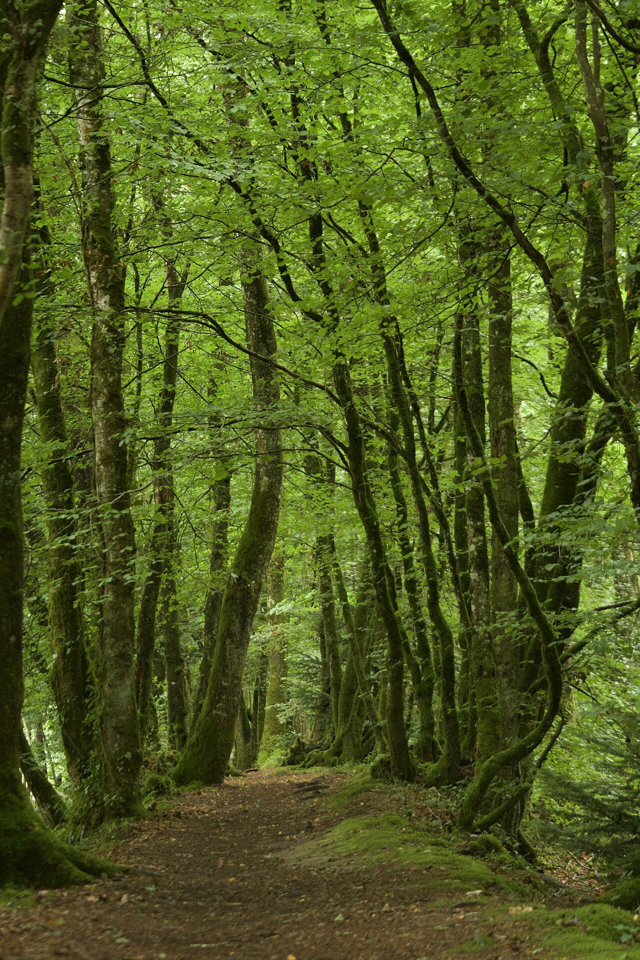 Réserve Naturelle Régionale des landes, prairies et étangs de Plounérin à Plounérin