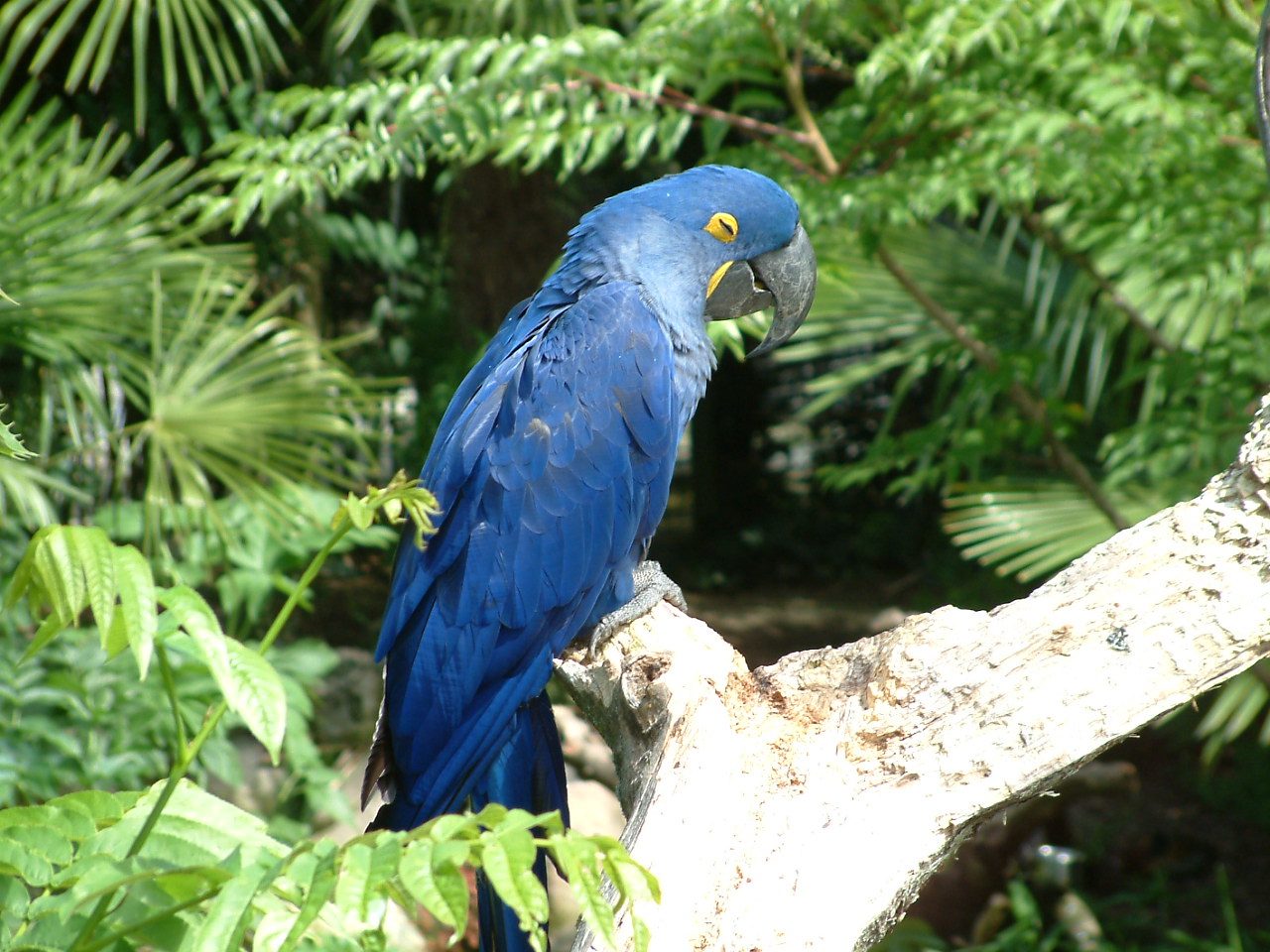Parc des Oiseaux