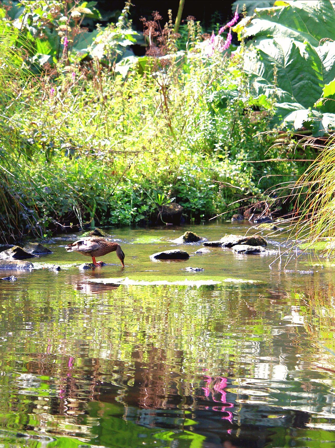 Jardin du conservatoire botanique national de Brest à Brest