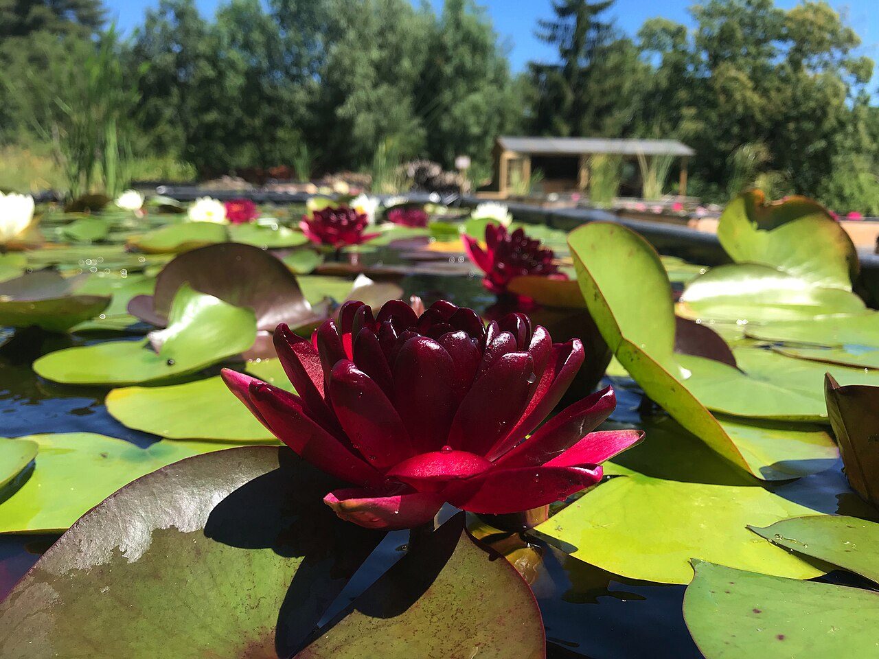Titus, le Jardin des Nymphaeas à Concoules