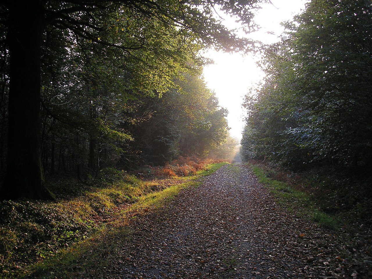 Forêt Domaniale de Saint-Sever-Calvados