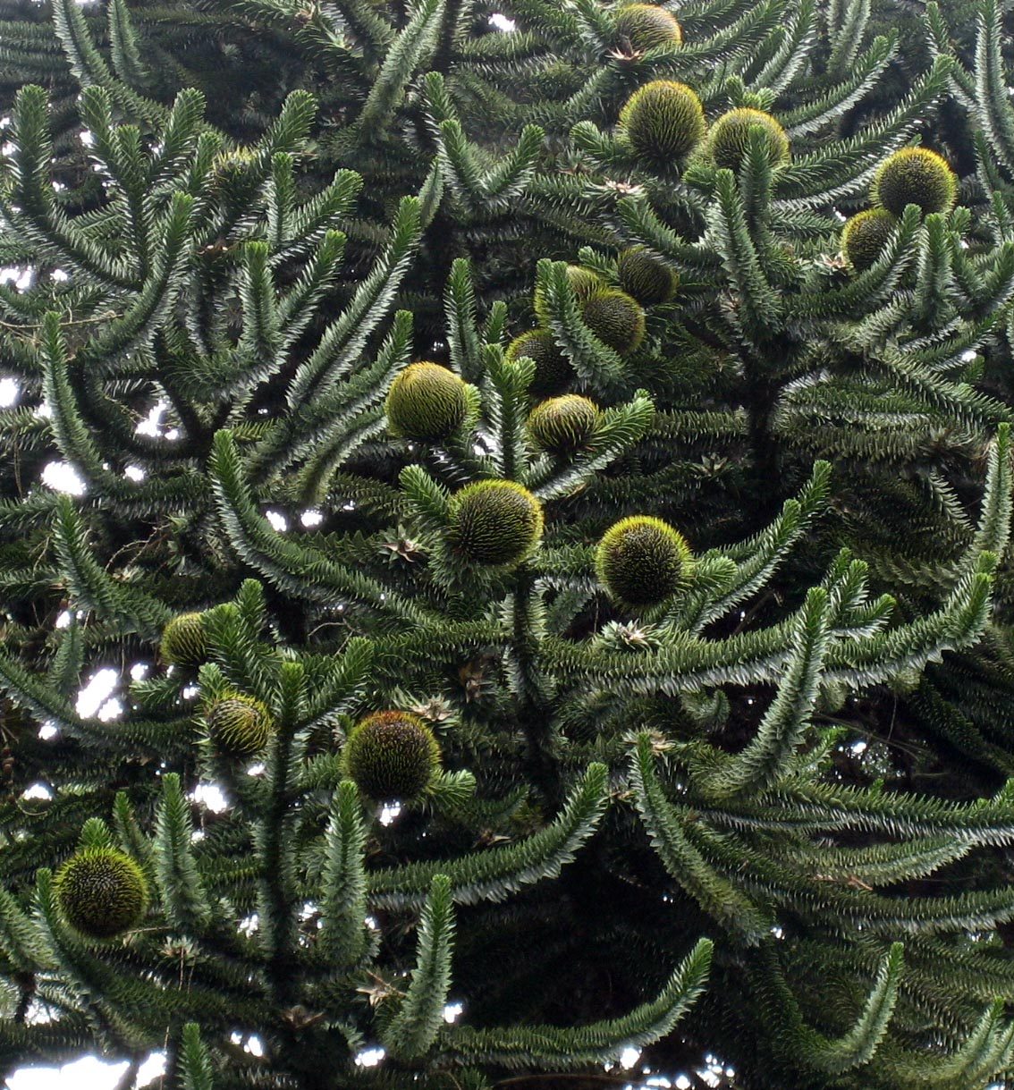 Arboretum de Puechagut à Bréau-Mars