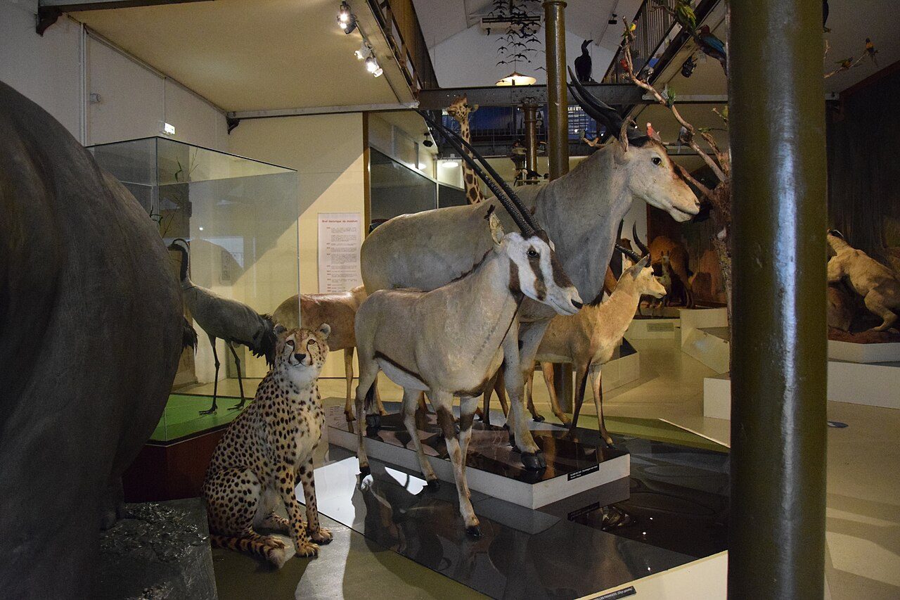 Muséum d'Histoire Naturelle à Bourges