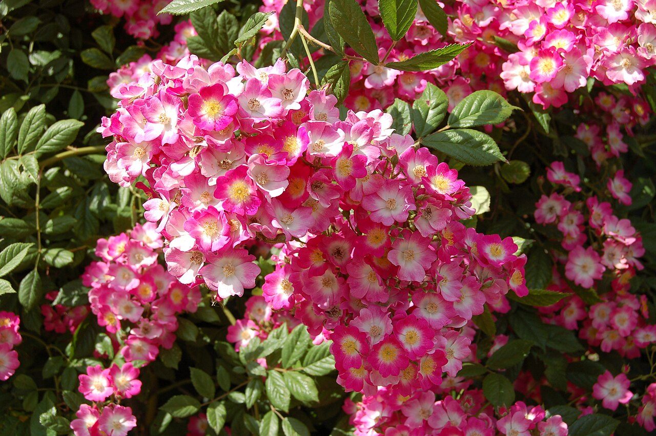 Roseraie de Saverne