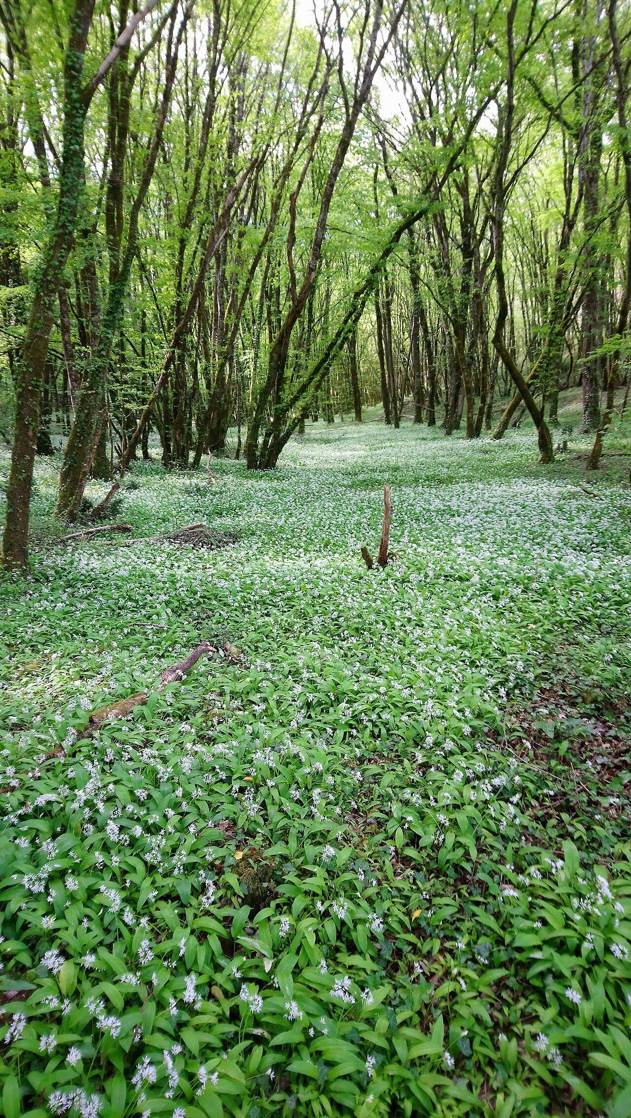 Terres de Renard (Réserve Naturelle Nationale de Chérine) à Saint-Michel-en-Brenne