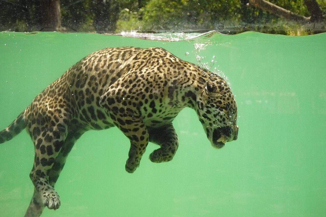 Zoo de Bordeaux-Pessac