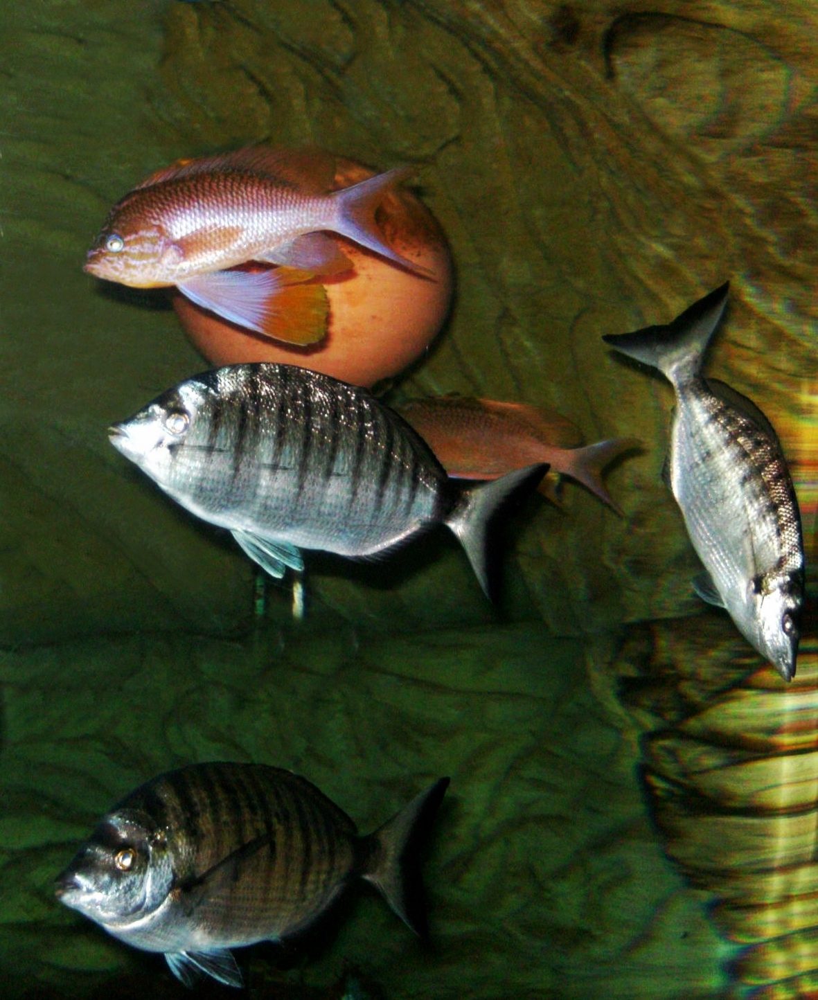 Aquarium Sea Life à Serris
