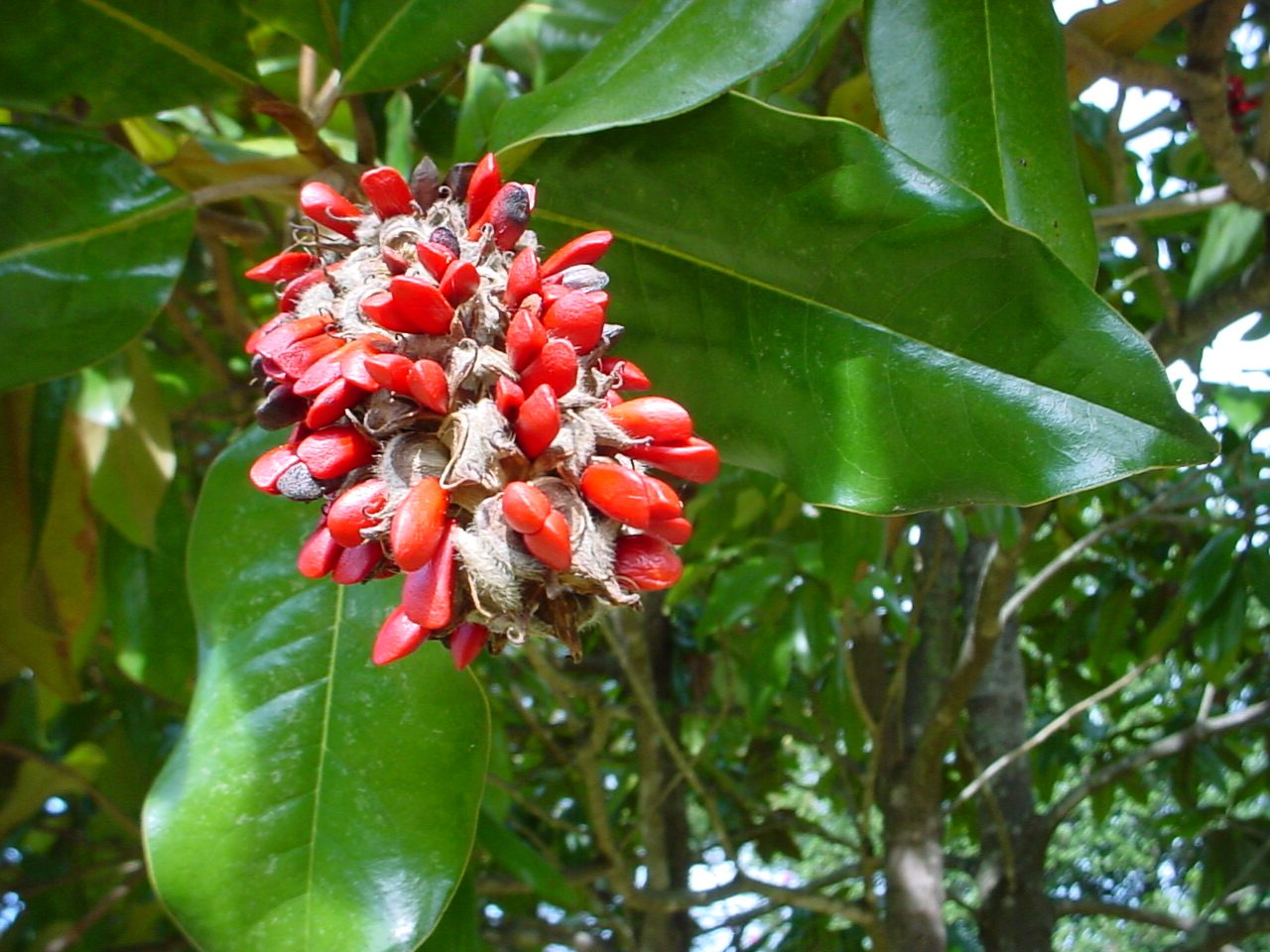 Jardin botanique de la Roche Fauconnière à Cherbourg-en-Cotentin