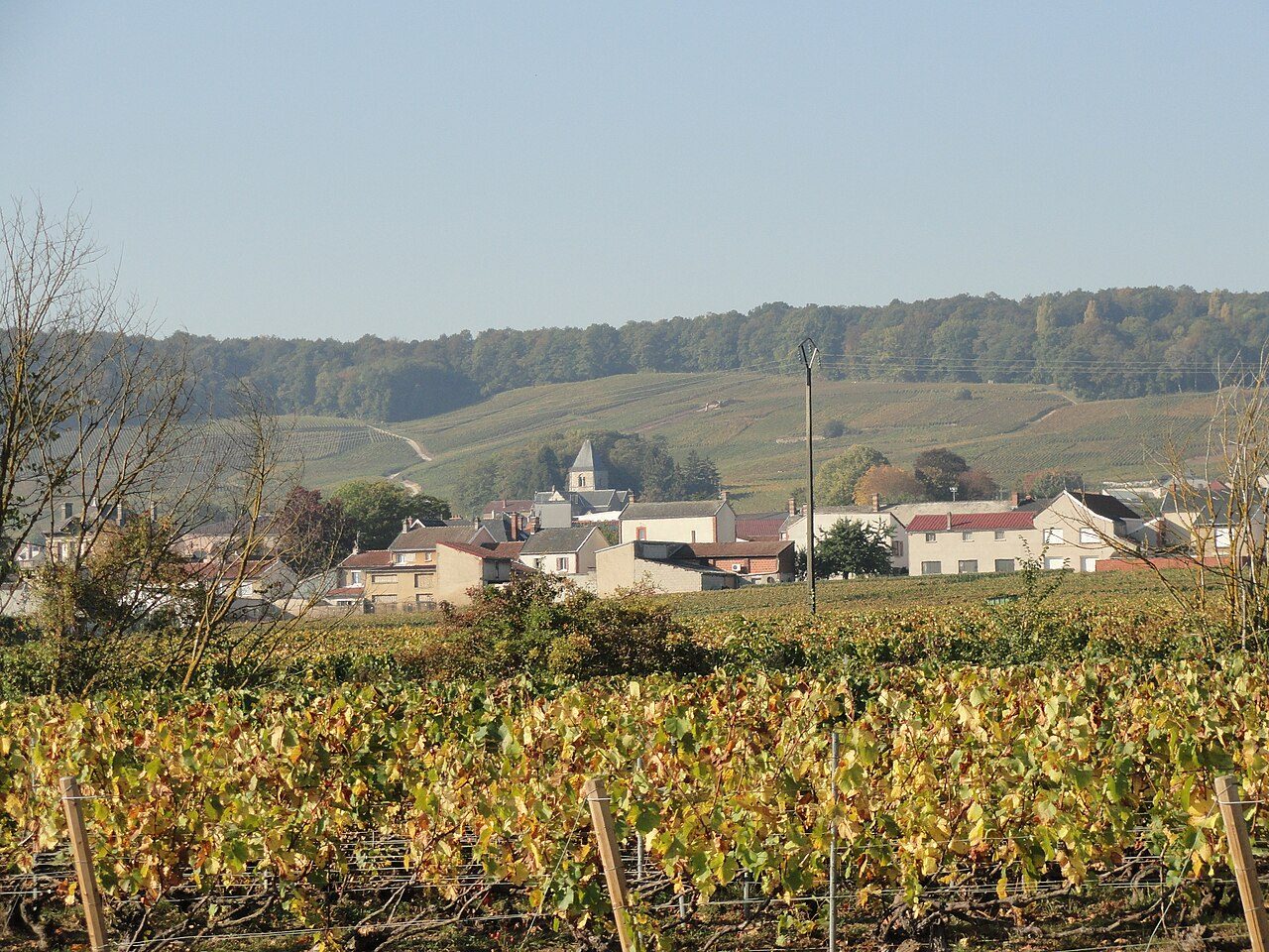 Jardin de Vignes du Mesnil sur Oger : Le Clos Saint Vincent à Le Mesnil-sur-Oger