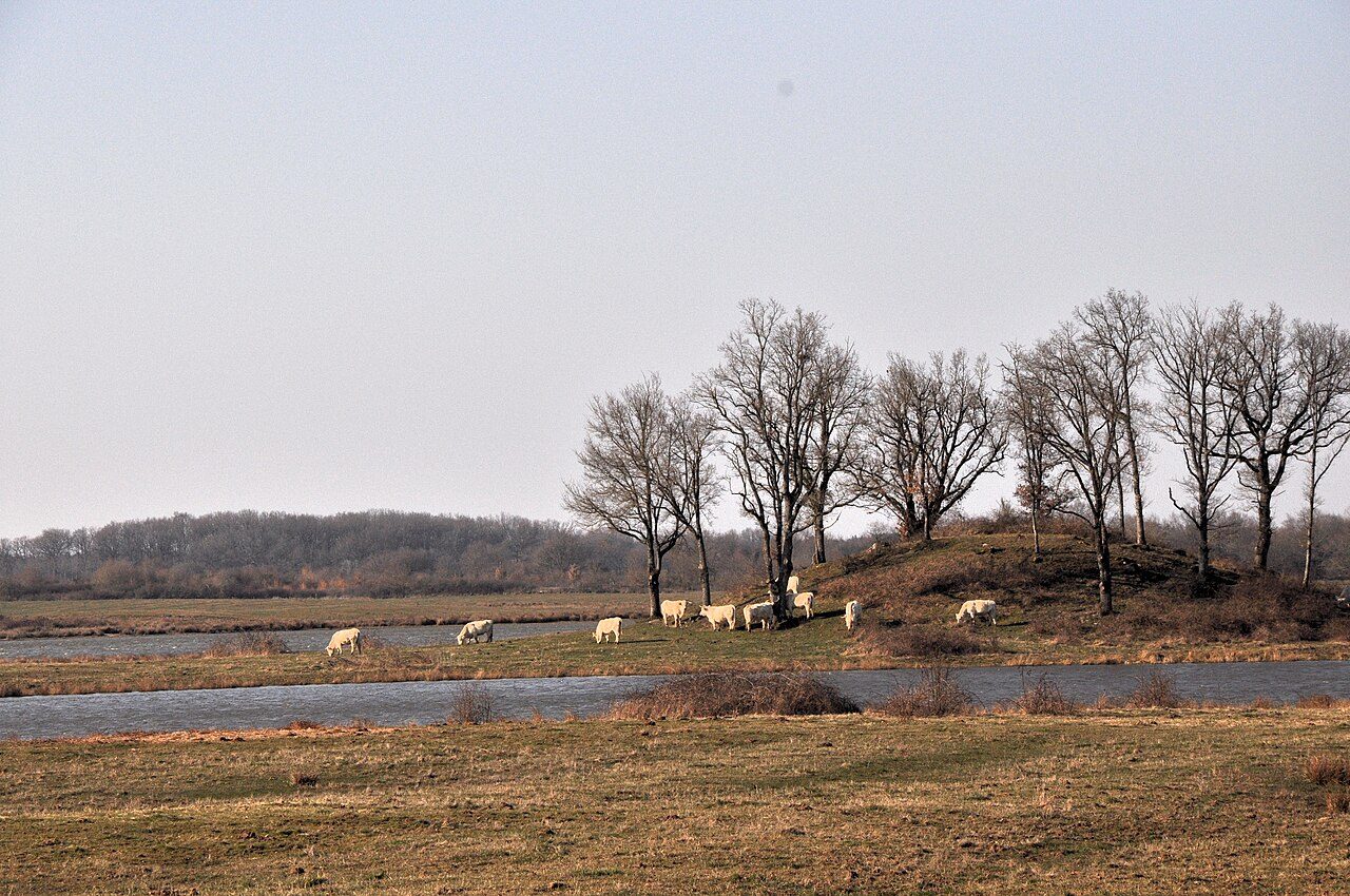 Réserve Naturelle Nationale de Chérine à Saint-Michel-en-Brenne