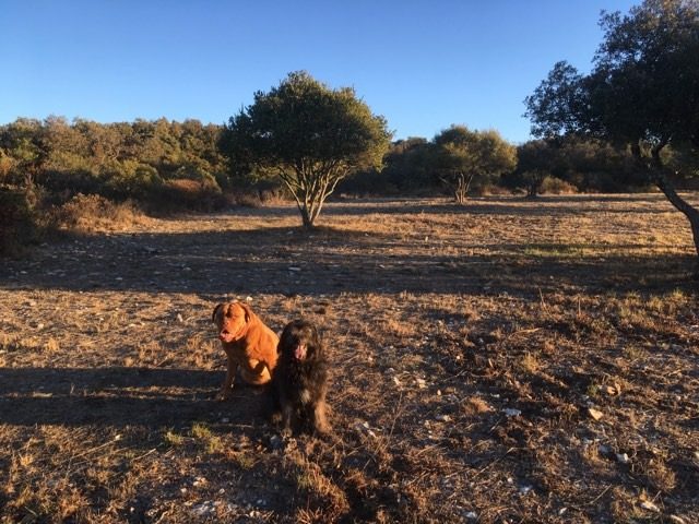 Le Bois des Espeisses à Nîmes