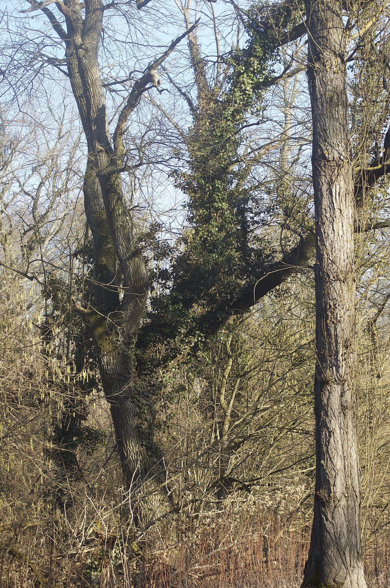 Réserve Naturelle Nationale de la forêt d'Erstein : la Sommerley