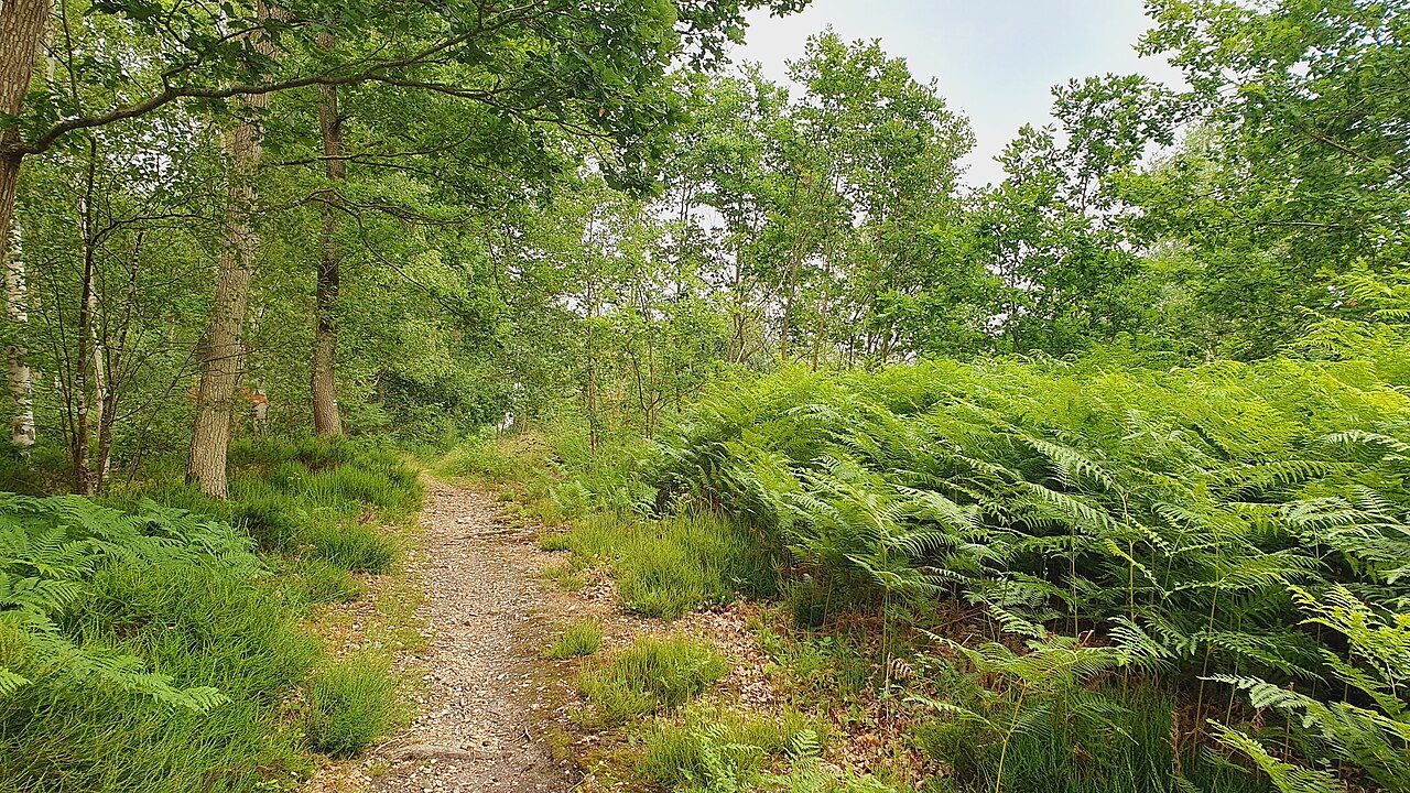 Forêt domaniale de Dreux