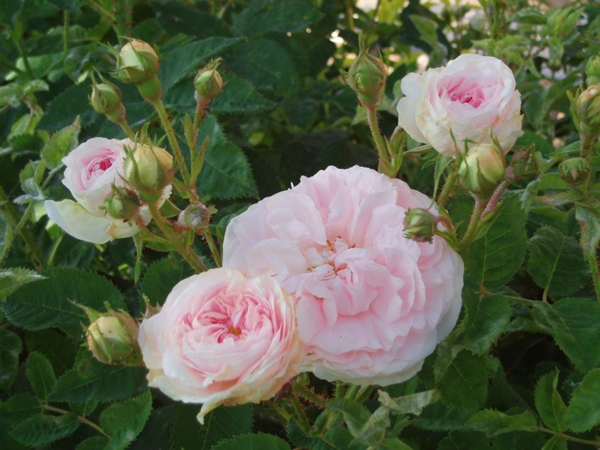 Les Jardins de Roquelin
