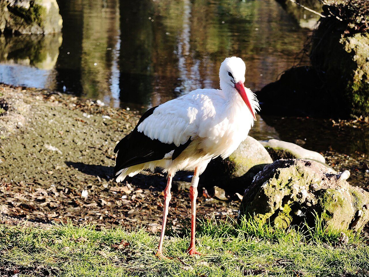 Le parc à cigognes