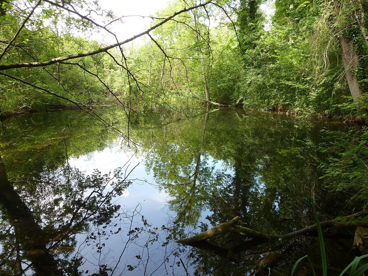 Réserve naturelle de l'île du Rohrschollen