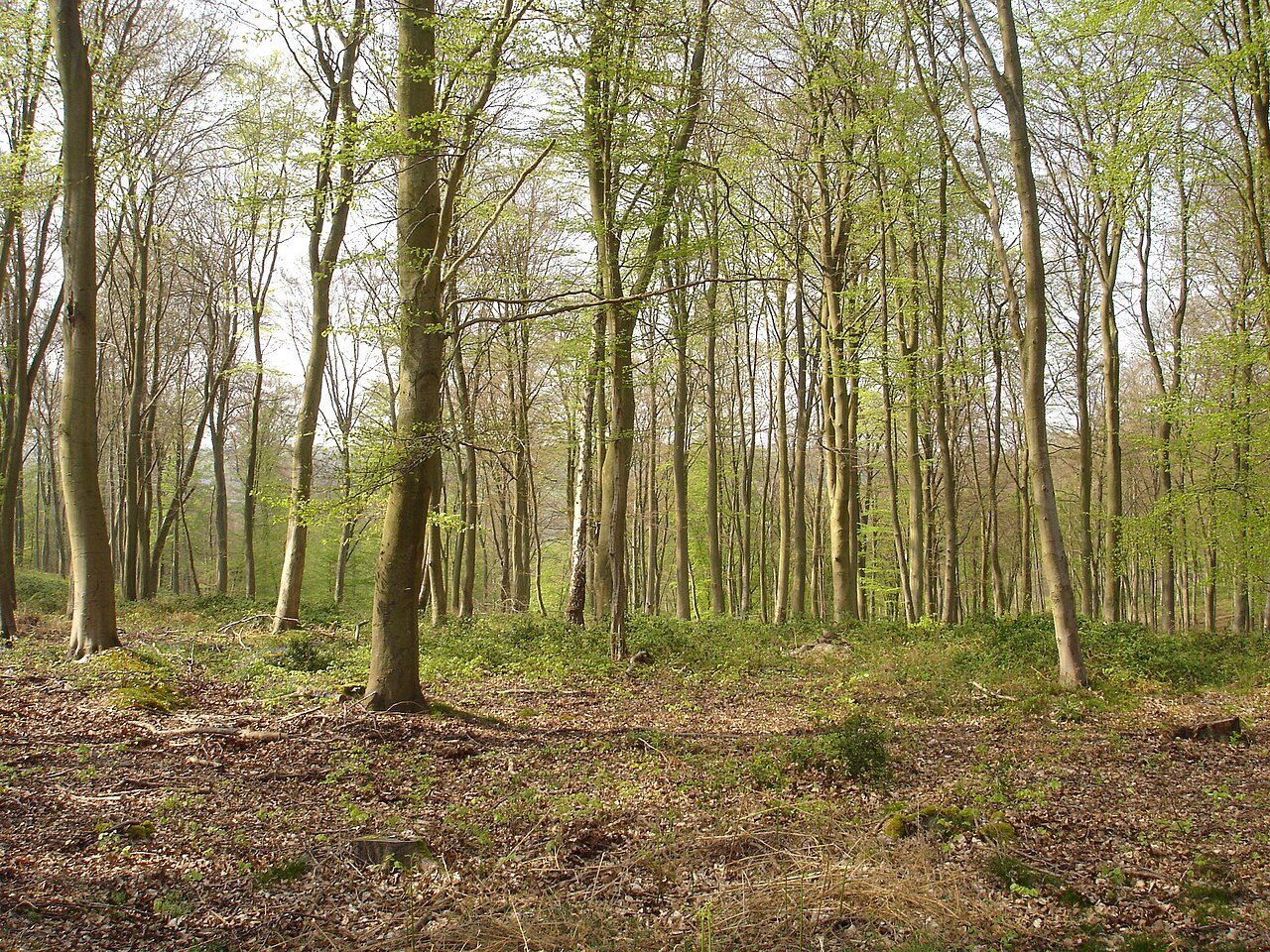 Forêt domaniale de Roumare