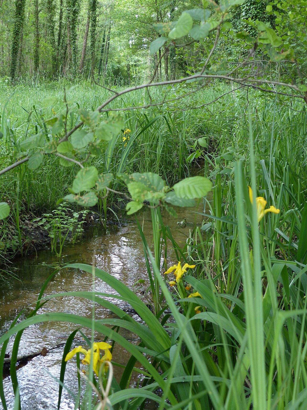 Réserve naturelle de la Basse Goulandière à Parigné-l'Évêque