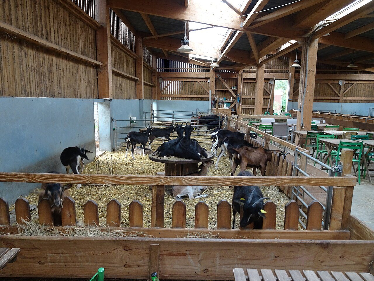 Les Chevrettes du Terril à Rieulay