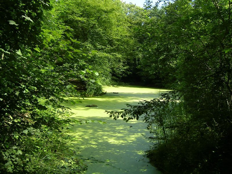 Parc forestier de la Poudrerie à Vaujours