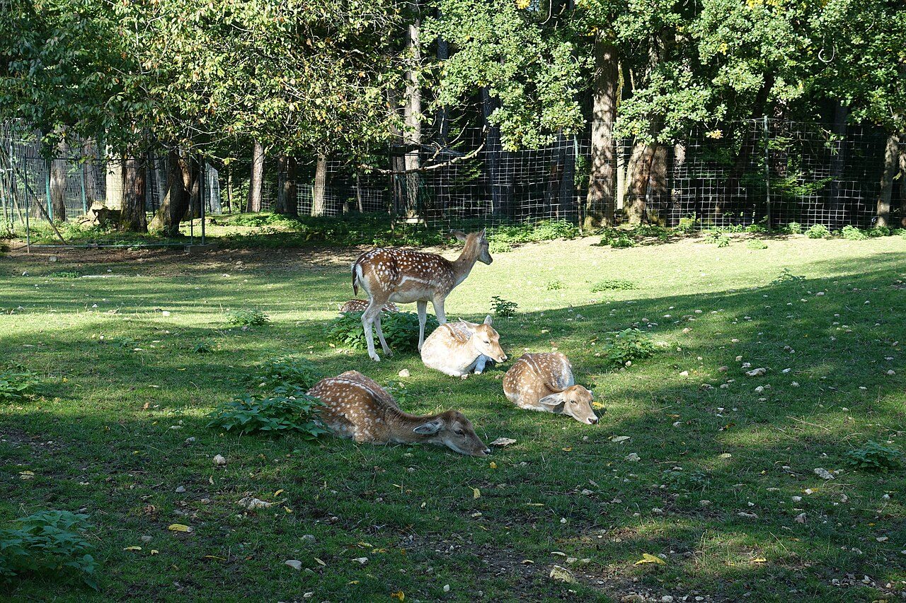 Parc animalier de la Grande Jeanne à Annecy