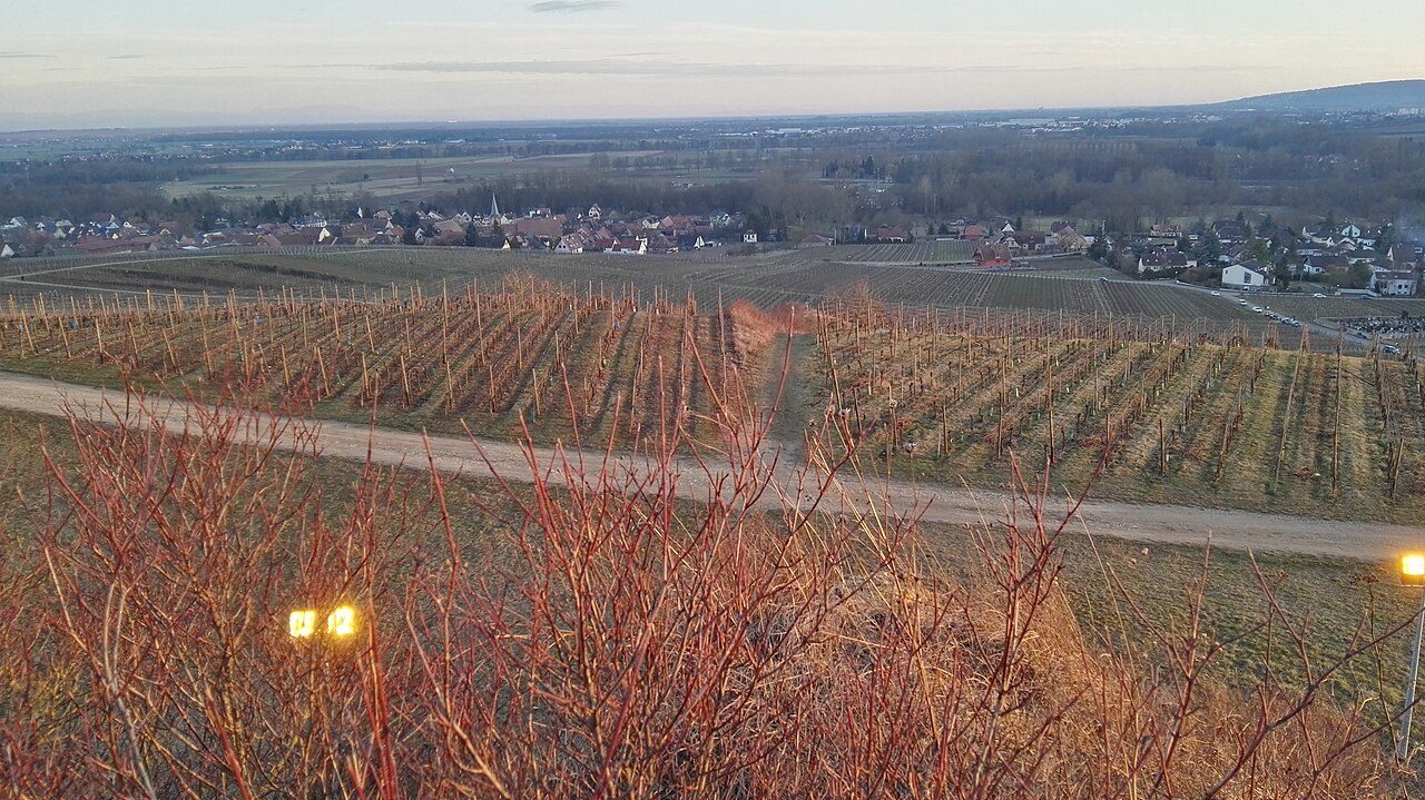 Vignoble Altenberg de Wolxheim
