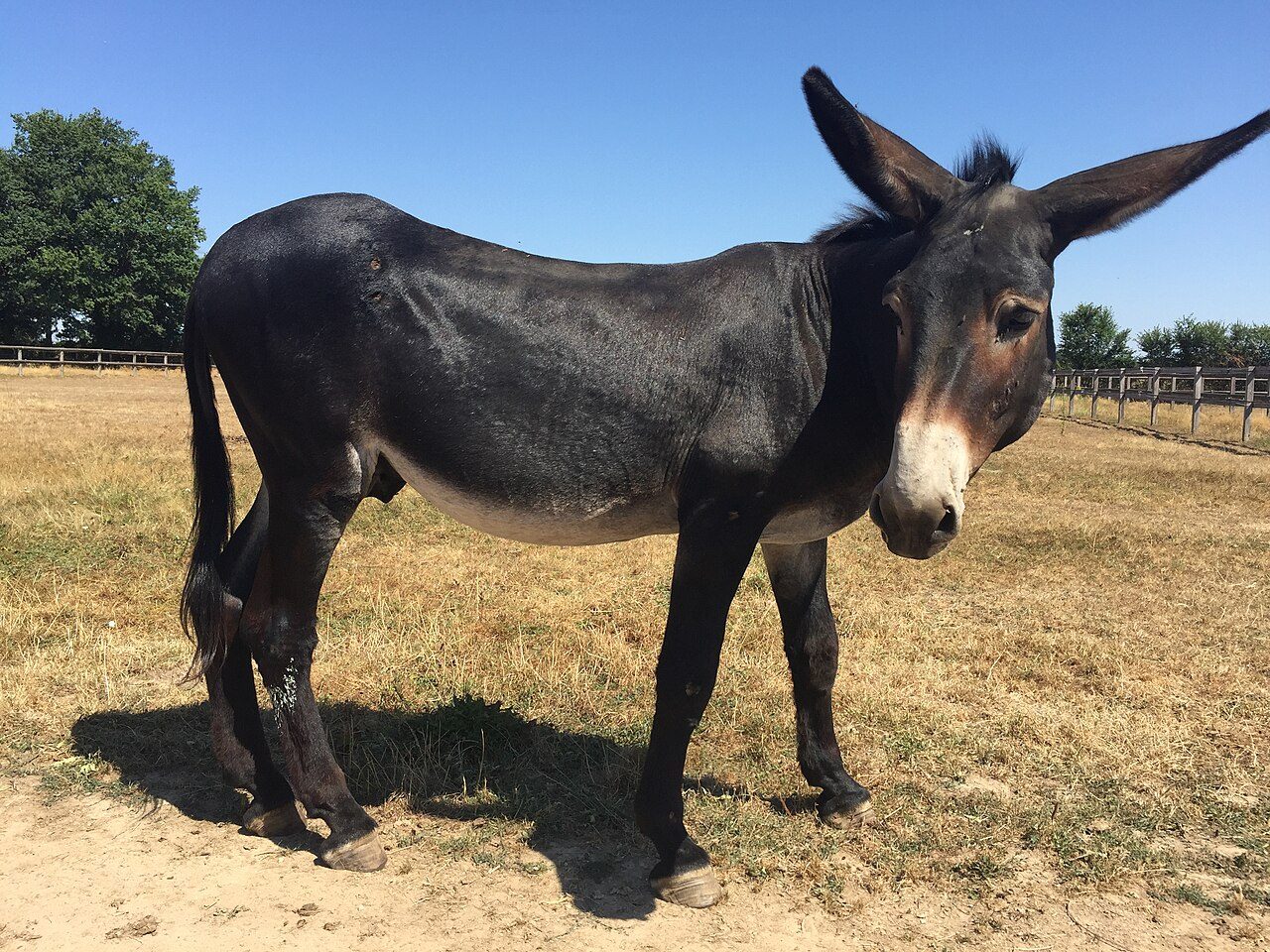 Pôle du Cheval et de l'Âne à La Celle-Condé