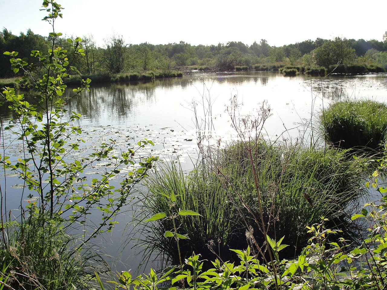 Réserve Naturelle Nationale de La Truchère-Ratenelle