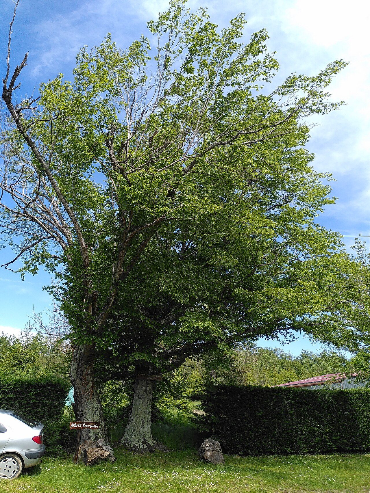Arbres remarquables