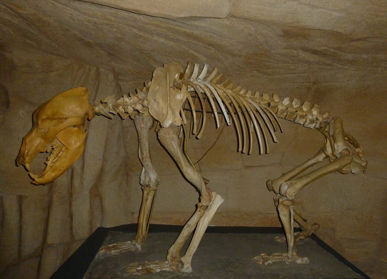 Musée de l'ours des cavernes