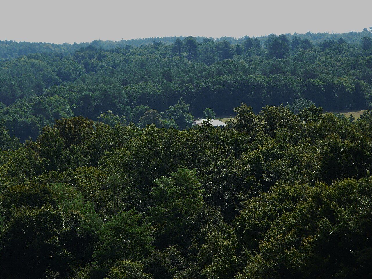 Forêt de la Double à Saint-Christophe-de-Double