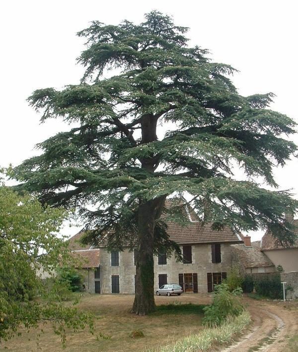 Le Cèdre