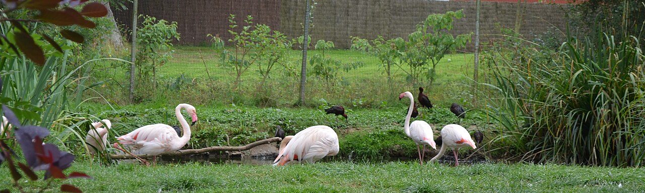 Zooparc de Trégomeur à Trégomeur