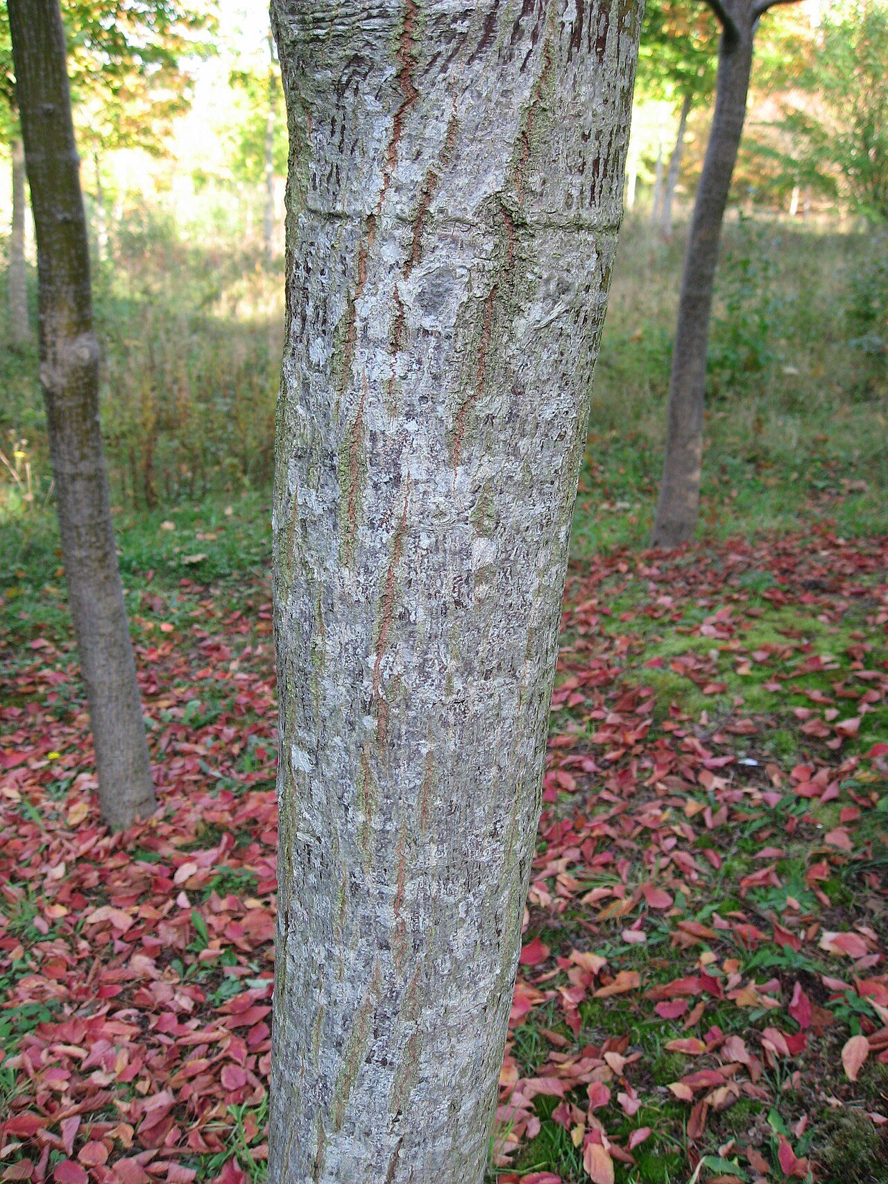 Arboretum de La Roche-Guyon à La Roche-Guyon