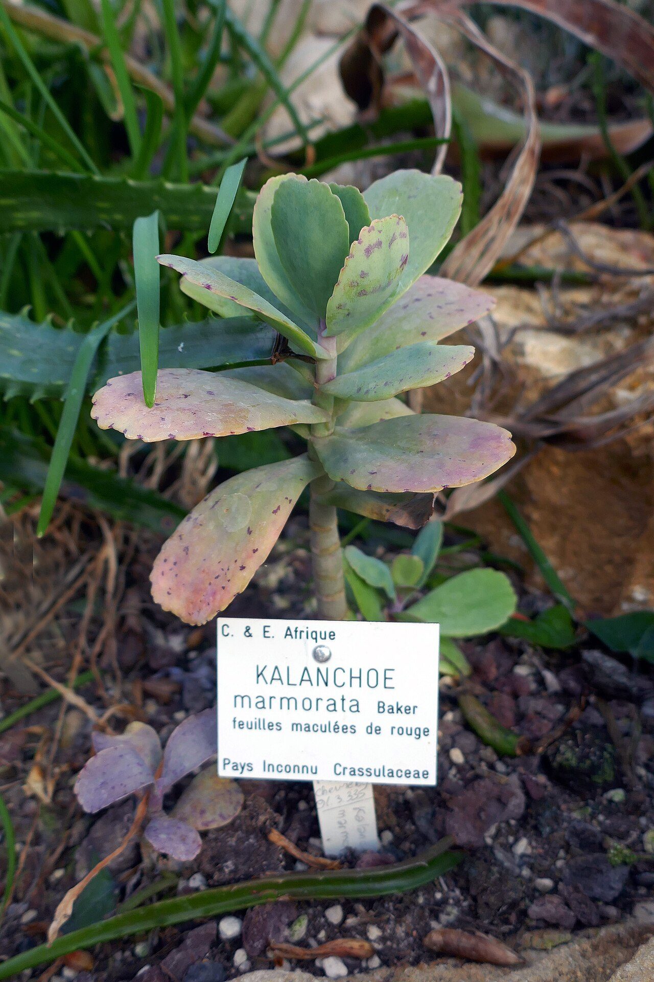 Le Jardin de Marie