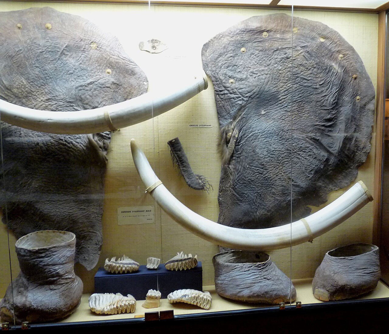 Musée Africain à Île-d'Aix