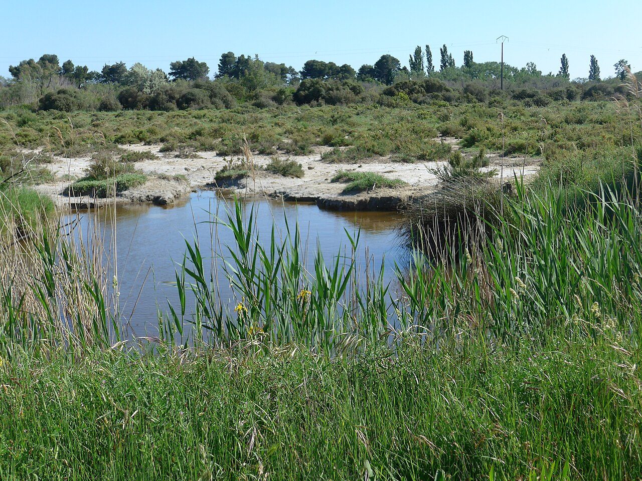 Réserve naturelle volontaire Tour du Valat à Arles