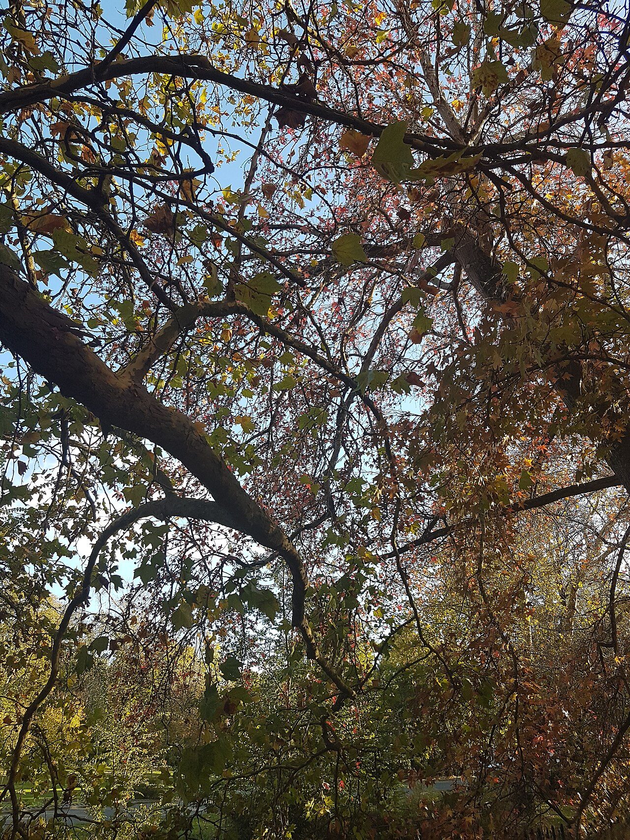 Parc Charruyer