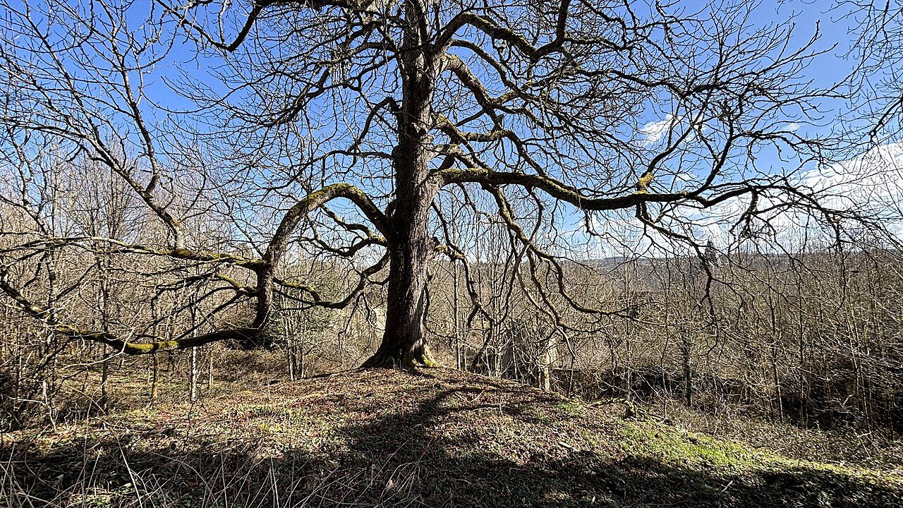 Parc du Château de Creuse à Creuse