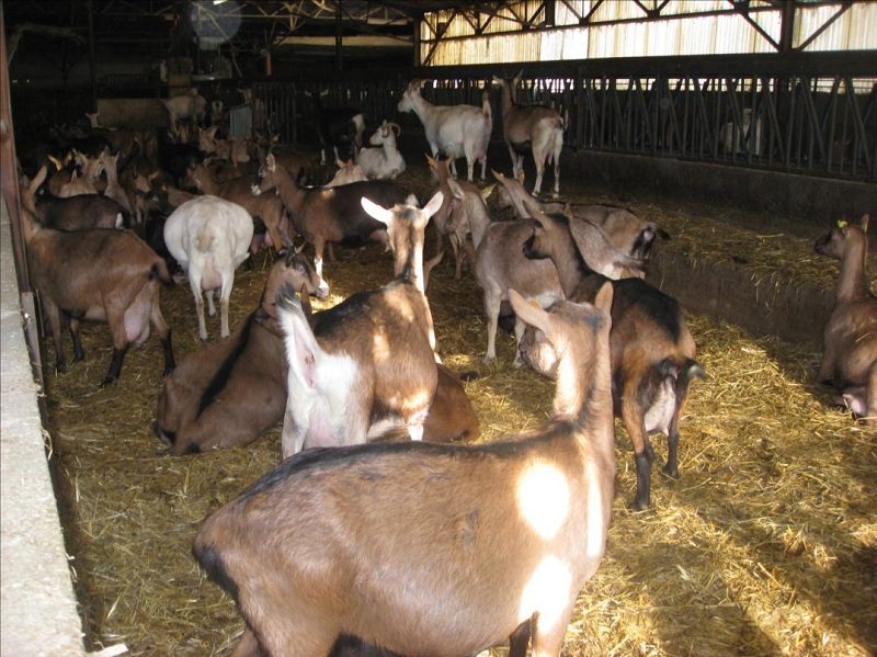 Ferme de Port Aubry à Cosne-Cours-sur-Loire