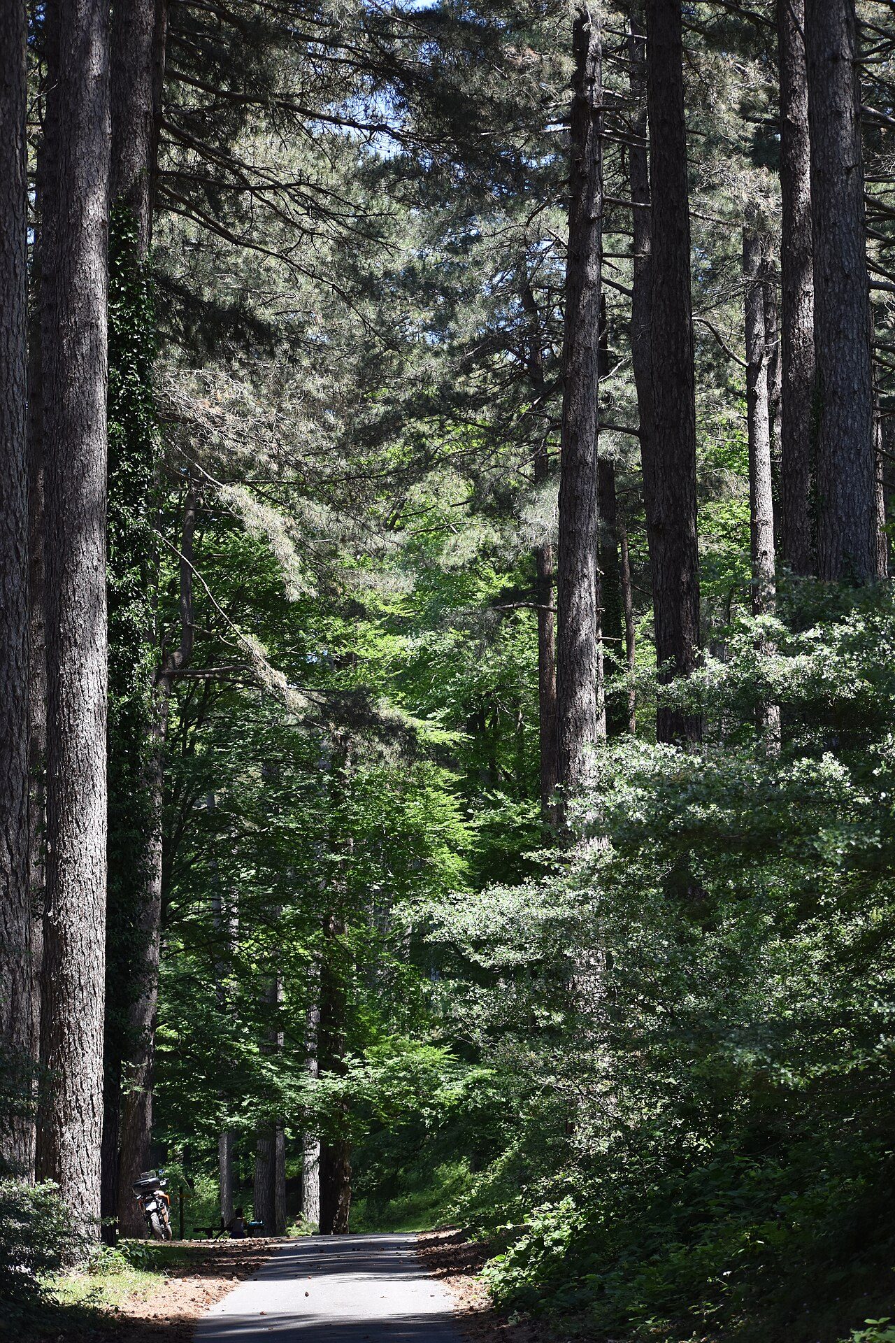 FORET DOMANIALE DES ALBERES à Argelès-sur-Mer