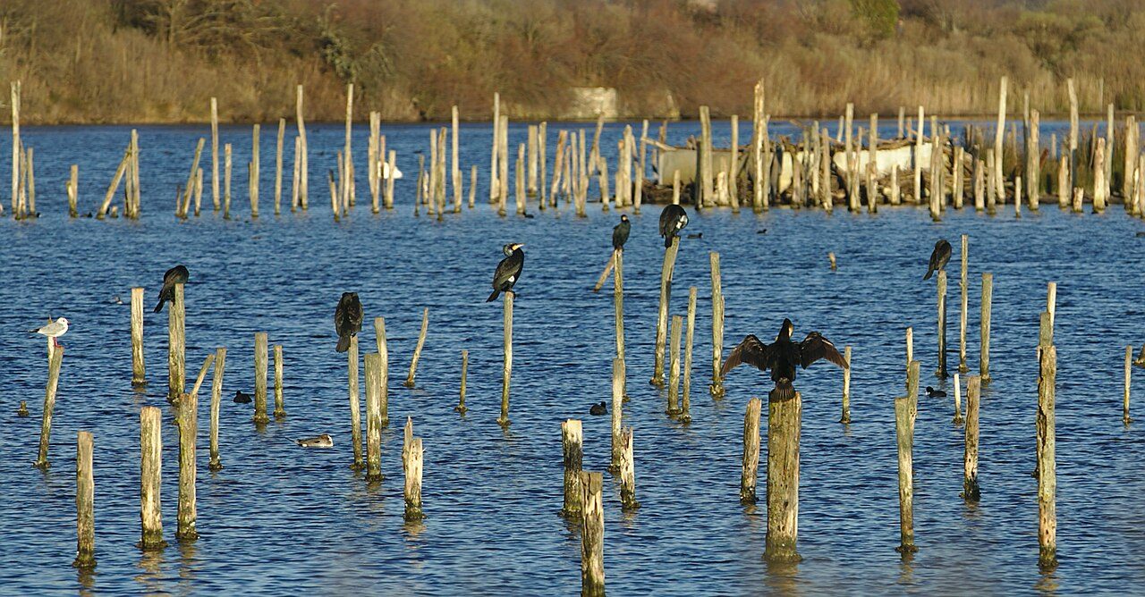Réserve Ornithologique du Teich à Le Teich