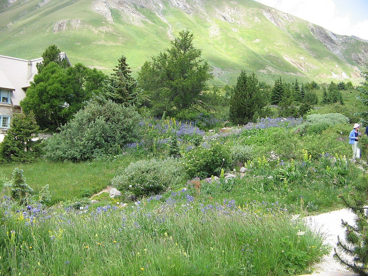 Jardin du Lautaret