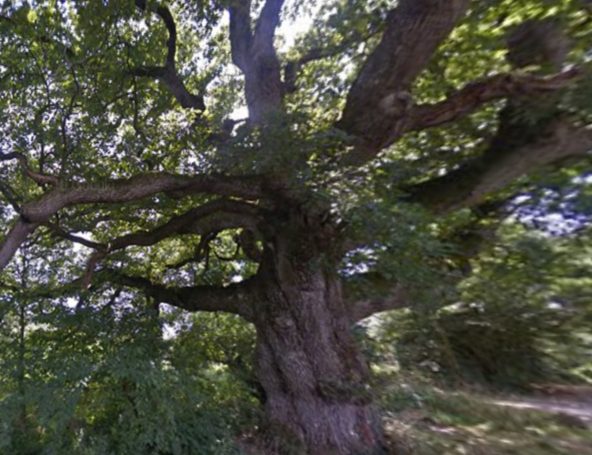 Le Chêne de Breslon à Pléchâtel