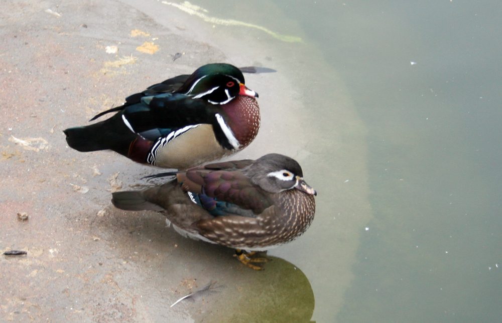 Parc Animalier de Gramat