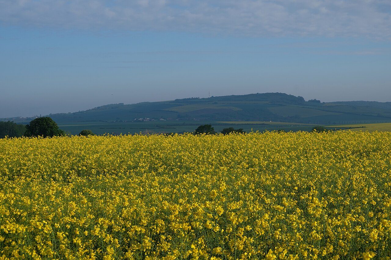 Côte de Delme à Delme