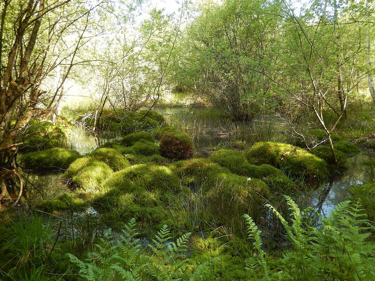 Forêt de Prémery à Prémery